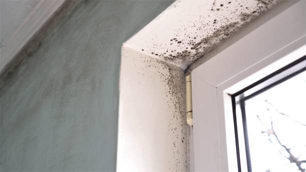 Home Mold Removal in Lawndale, CA