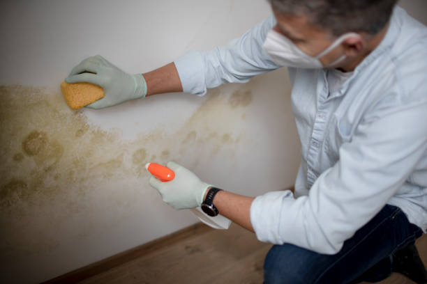 Best Commercial Mold Removal  in Lawndale, CA
