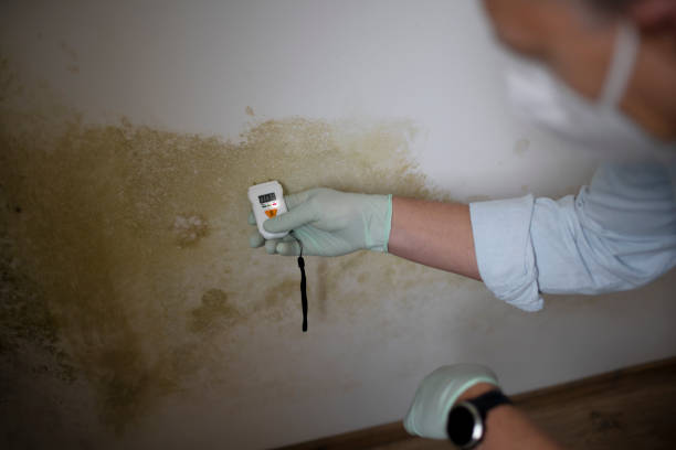 Mold Removal Process in Lawndale, CA