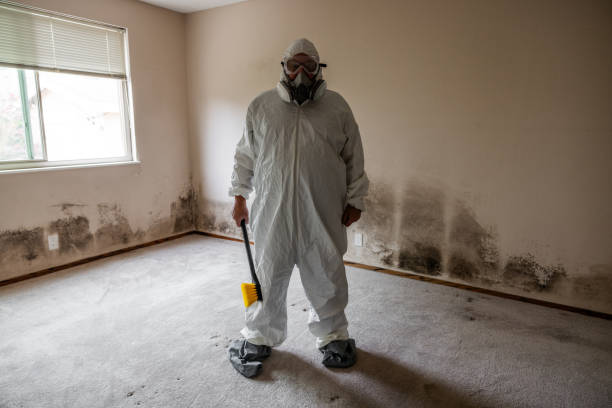 Best Residential Mold Removal  in Lawndale, CA