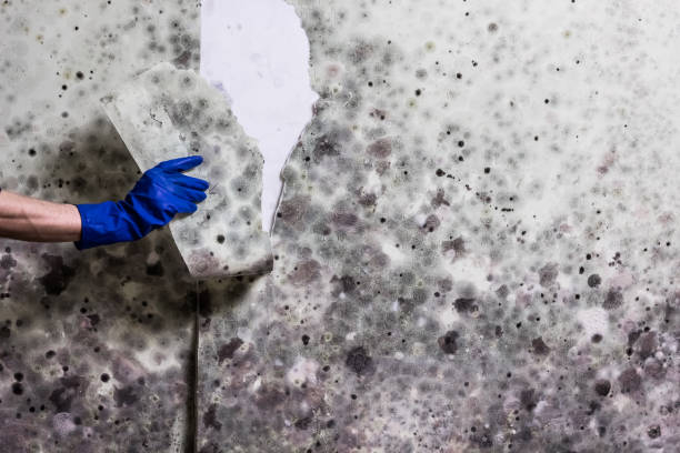 Lawndale, CA Mold Removal Company